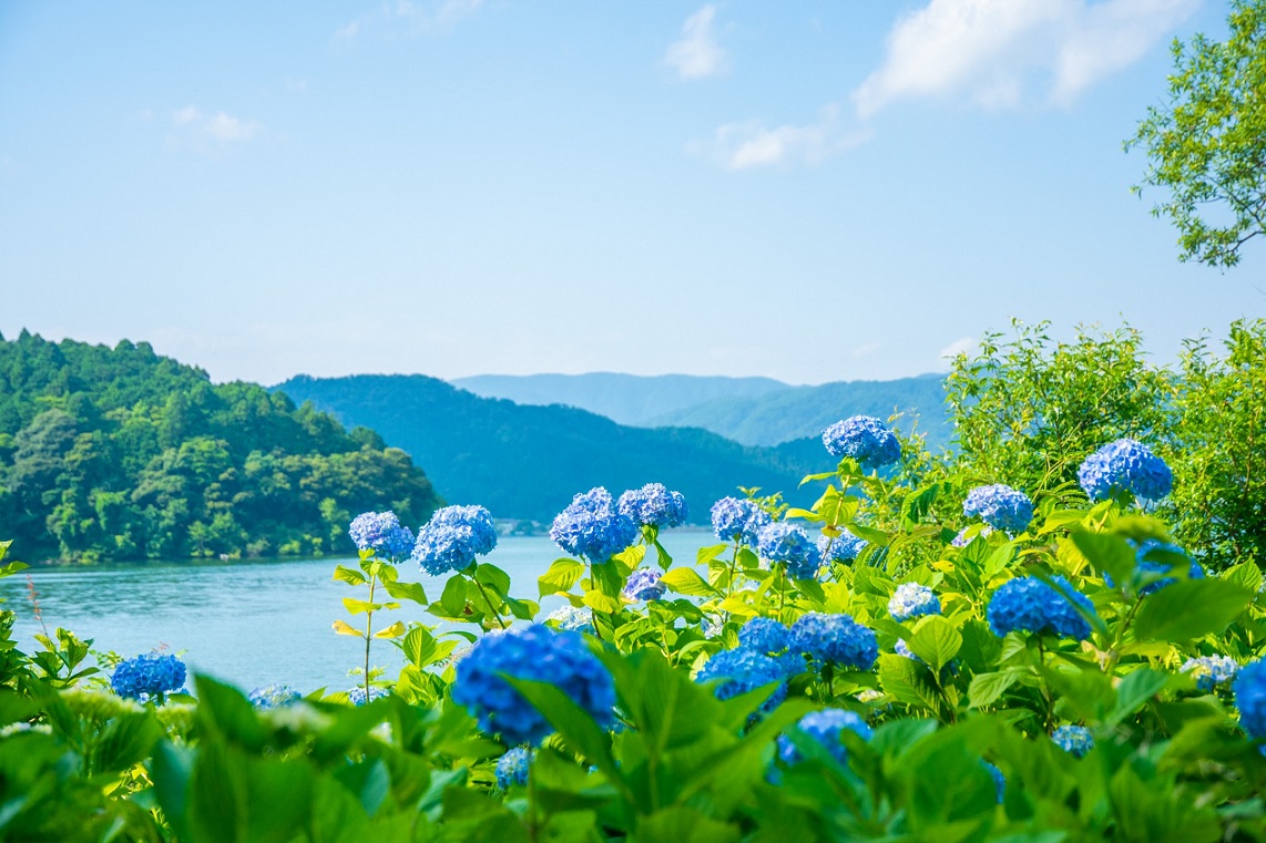 Các công viên và ngôi chùa có thể ngắm hoa cẩm tú cầu 〈vùng Kanto ...