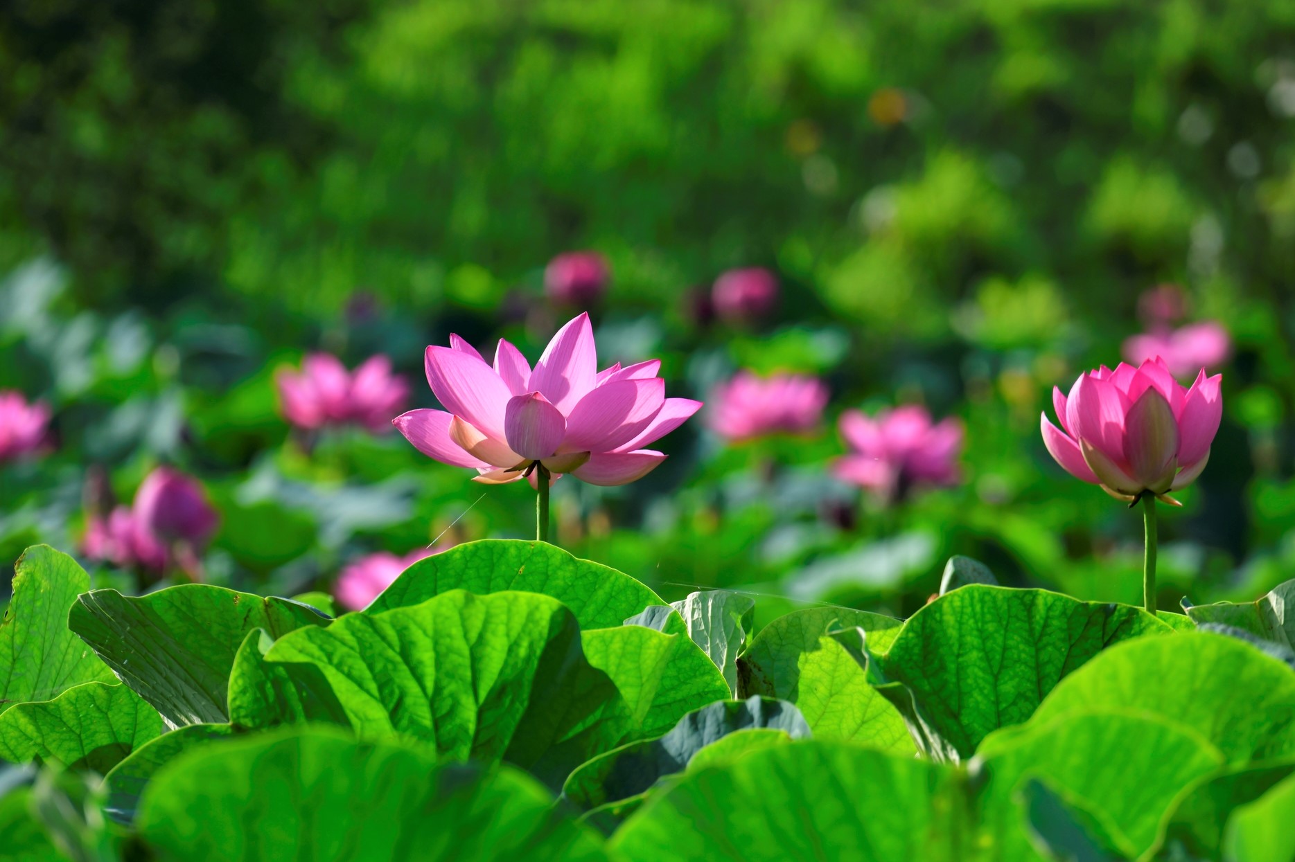 Những địa điểm nổi tiếng để ngắm hoa sen (Toàn quốc) | Kokoro VJ